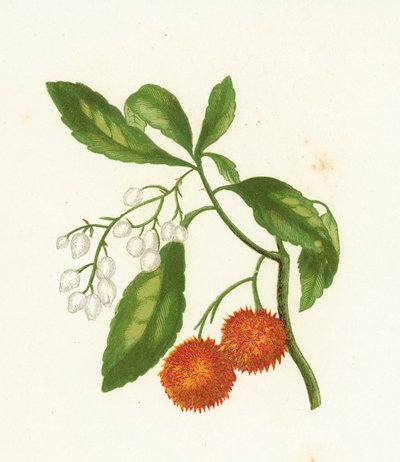 Strawberry Tree, Arbutus Unedo by English School